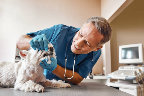 Best Emergency Dental Care for Broken or Chipped Teeth in Spanish Fort, AL